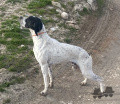 Pedigree VIKO DE ALHONOZ