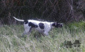Pedigree (CH)-ZUMUN DE CASA VON FURTH Pedigree (CH)-ZUMUN DE CASA VON FURTH