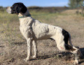 Pedigree FENIX DE L'EL BALDIO llamada TRASLOSMONTES