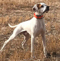 Pedigree KANSAS DA XEARA