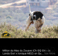 Pedigree MILTON DU MAS DU ZOUAVE