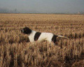 Pedigree EDY Pedigree EDY