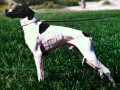 Pedigree CAL Pedigree CAL