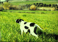 Pedigree KARINA Pedigree KARINA