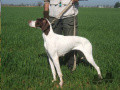 Pedigree FAY Pedigree FAY
