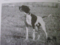 Pedigree MAZOF Pedigree MAZOF