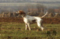 Pedigree DAR Pedigree DAR