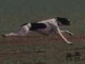 Pedigree BONITO Pedigree BONITO