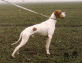 Pedigree ASSO Pedigree ASSO