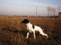 Pedigree AKIM Pedigree AKIM