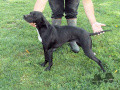 Pedigree ECLIPSE Pedigree ECLIPSE