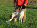 Pedigree KASTER Pedigree KASTER