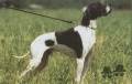 Pedigree RONALDO Pedigree RONALDO