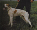 Pedigree NOBEL Pedigree NOBEL