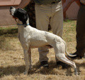 Pedigree APOLLO Pedigree APOLLO